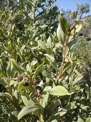 Ozoroa paniculosa paniculosa