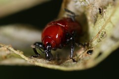 Homoeolabus analis