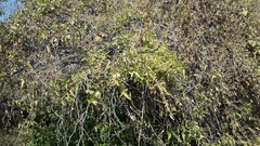 Clematis montevidensis