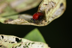 Homoeolabus analis