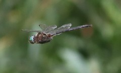 Somatochlora williamsoni