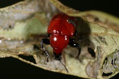 Homoeolabus analis