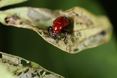Homoeolabus analis