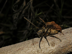 Hypselomus cristatus