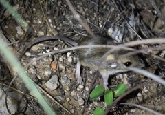 Perognathus