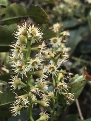 Prunus buxifolia