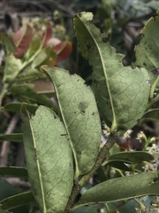 Prunus buxifolia