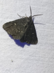 Hypenula cacuminalis