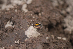 Eutrepsia haemataria
