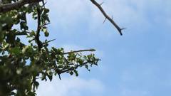 Thelotornis capensis capensis