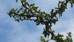 Thelotornis capensis capensis