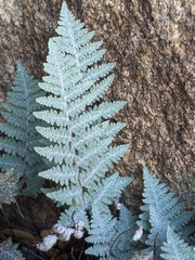 Myriopteris lindheimeri