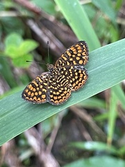 Antillea pelops