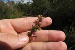 Erica gracilis
