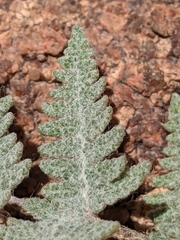 Myriopteris lindheimeri