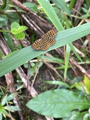 Antillea pelops