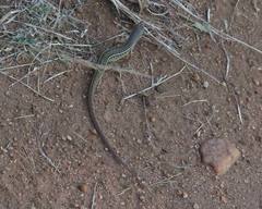 Gerrhosaurus nigrolineatus