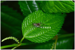 Svistella bifasciata