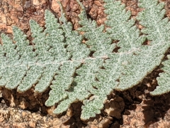 Myriopteris lindheimeri