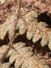 Myriopteris lindheimeri