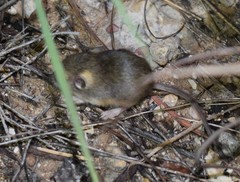 Perognathus