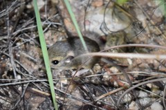 Perognathus