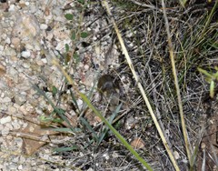 Perognathus