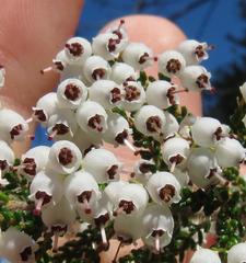 Erica scabriuscula