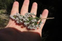 Erica scabriuscula
