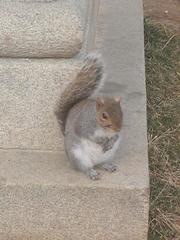 Sciurus carolinensis