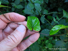 Hewittia malabarica