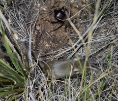 Perognathus