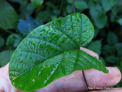 Hewittia malabarica