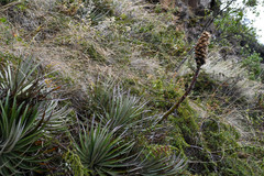 Puya glomerifera
