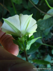 Hewittia malabarica