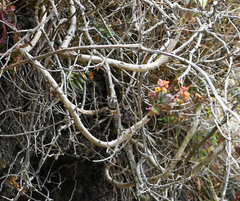 Echeveria quitensis