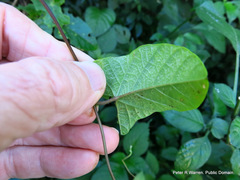 Hewittia malabarica