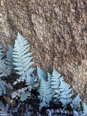 Myriopteris lindheimeri