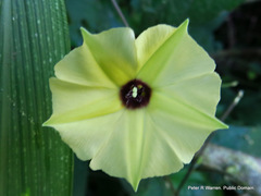 Hewittia malabarica