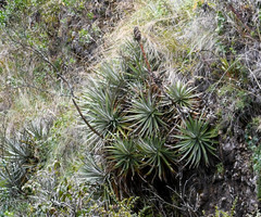 Puya glomerifera