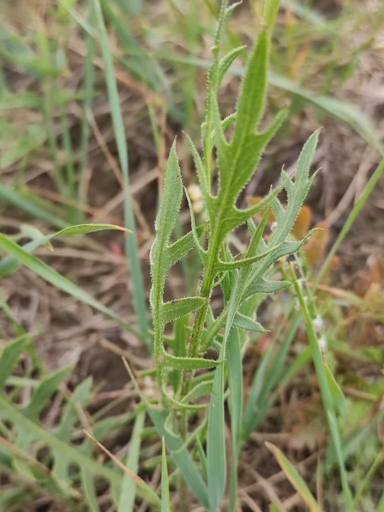 Klasea centauroides