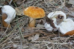 Hypomyces chlorinigenus