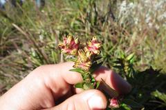 Penaea cneorum cneorum