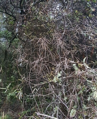 Parsonsia capsularis