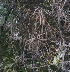 Parsonsia capsularis