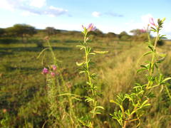 Cleome rubella