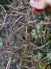 Parsonsia capsularis