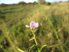 Cleome rubella