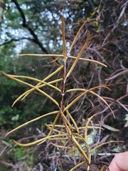 Parsonsia capsularis