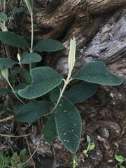 Buddleja bullata